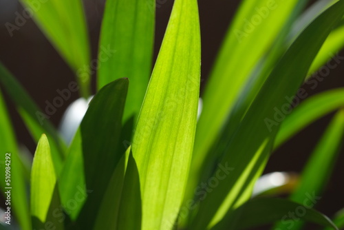 Green abstract nature defocused background. Green-striped leaves of a palm tree, abstract pal tree detail, close up, selective focus