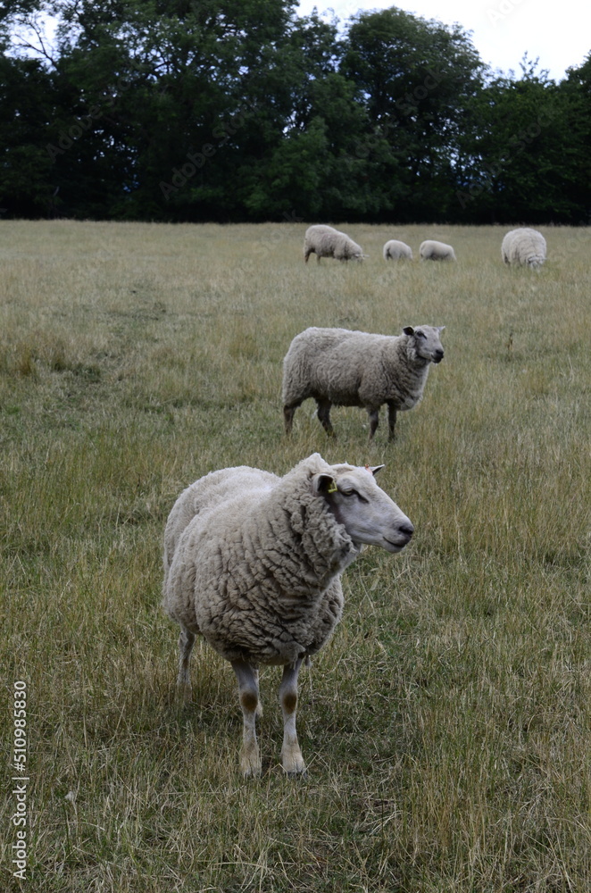 Obraz premium British countryside rural autumn landscape with white sheep. Group of sheep grazing in paddock at farm. sheep in a field