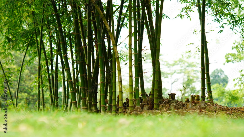 Obraz premium bamboo tree image hd