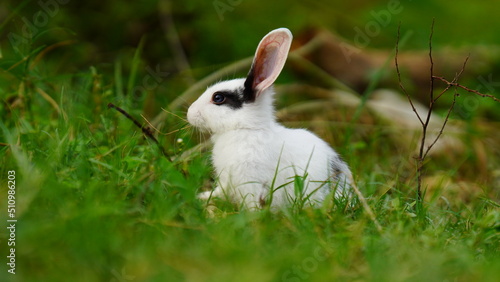 white rabbit eating grass image