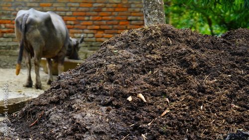 rural Cow dung image hd photo