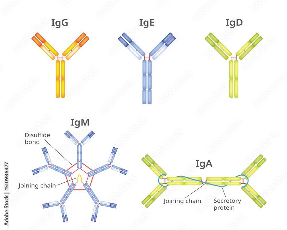 Types of Antibodies and Immunoglobulin , vector infographic Stock ...