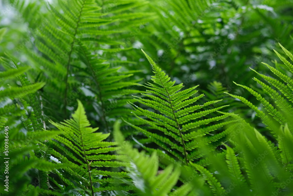 Defocused nature background green color, selective focus. Light Green fern leave in the forest. Leaves texture, natural background. Defocused nature background green color, selective focus. Light Green fern leave in the forest. Leaves texture, natural background.