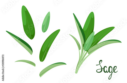 A set of sage on a white background. Herbs.
