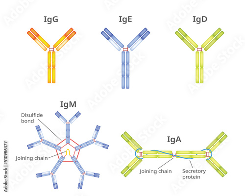 Types of Antibodies and Immunoglobulin , vector infographic