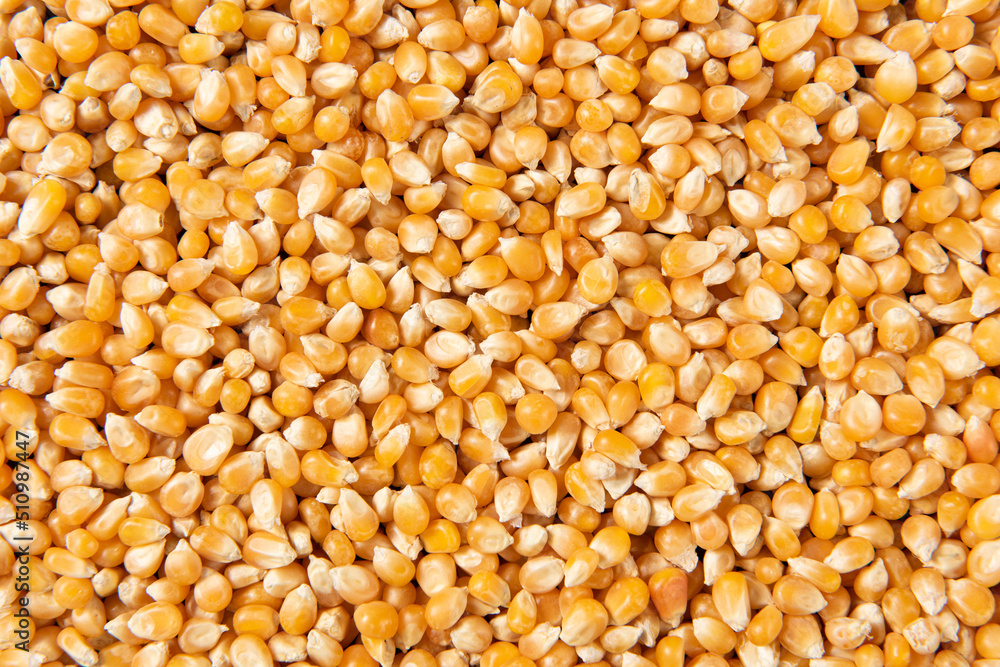 close up of dry corn texture background. close up of dry corn texture background.