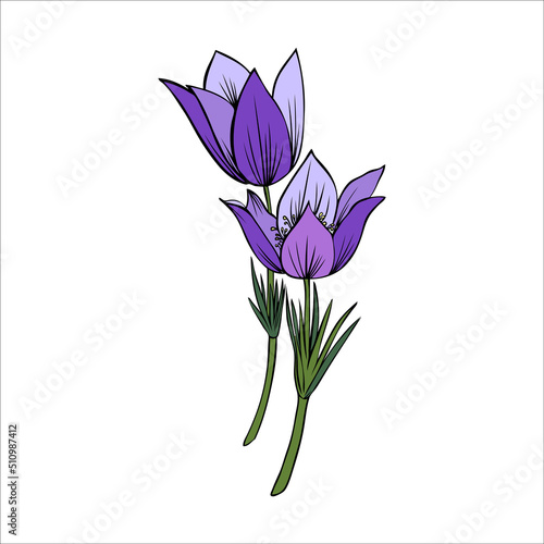 Lumbago meadow, Pulsatilla flower ink sketch set, Vector Pasque flower isolated on white, floral illustration, Botanical drawing of Perennial poisonous flowering plant for design medicine