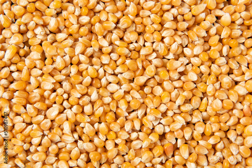 close up of dry corn texture background.
