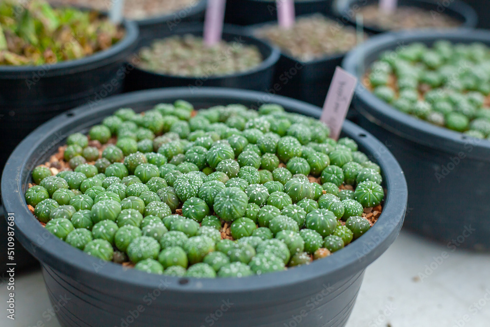 Collection of various cactus and succulent plants in different pots. Potted cactus house plants. Collection of various cactus and succulent plants in different pots. Potted cactus house plants.