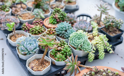 Collection of various cactus and succulent plants in different pots. Potted cactus house plants. photo