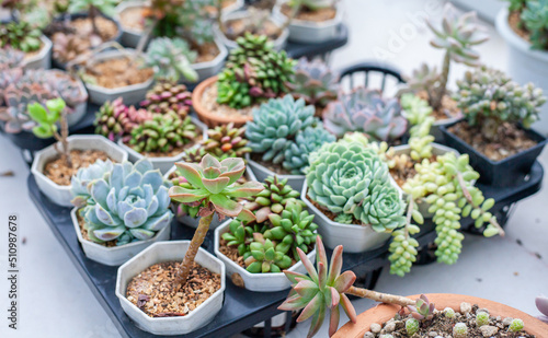 Collection of various cactus and succulent plants in different pots. Potted cactus house plants.