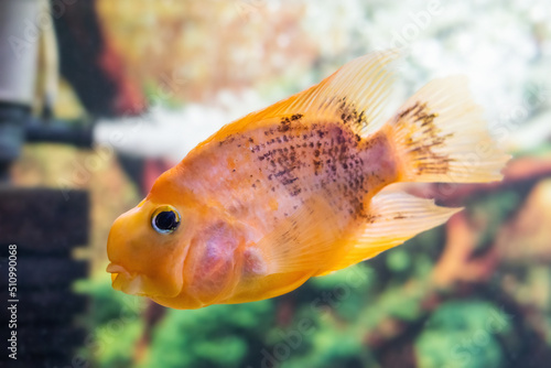 Beautiful parrot fish swims in the aquarium