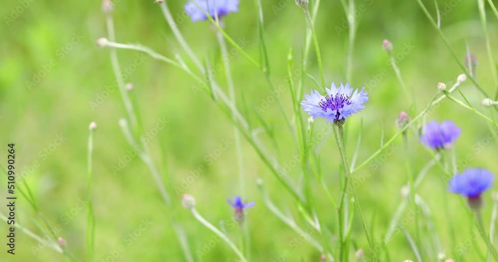 cornflower swaying in the wind cornflower swaying in the wind