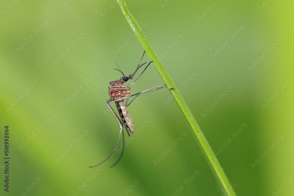A mosquito is resting on a green leaf of grass.
Male and female mosquitoes feed on nectar and plant juices, but females can suck animal blood.
A mosquito is resting on a green leaf of grass.
Male and female mosquitoes feed on nectar and plant juices, but females can suck animal blood.