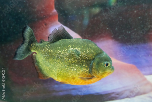 Dangerous predatory fish piranha swims in the aquarium. Pygocentrus nattereri © andrei310