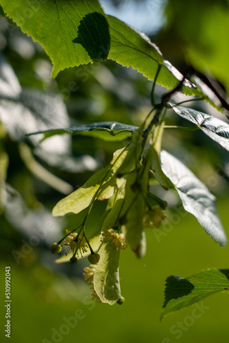 Lime blossoms . Lindenblüten © LitterART