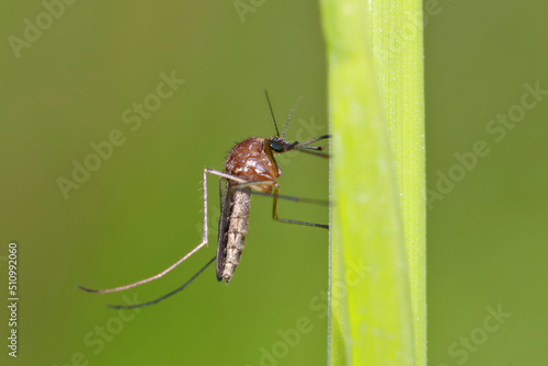 A mosquito is resting on a green leaf of grass. Male and female mosquitoes feed on nectar and plant juices, but females can suck animal blood. 