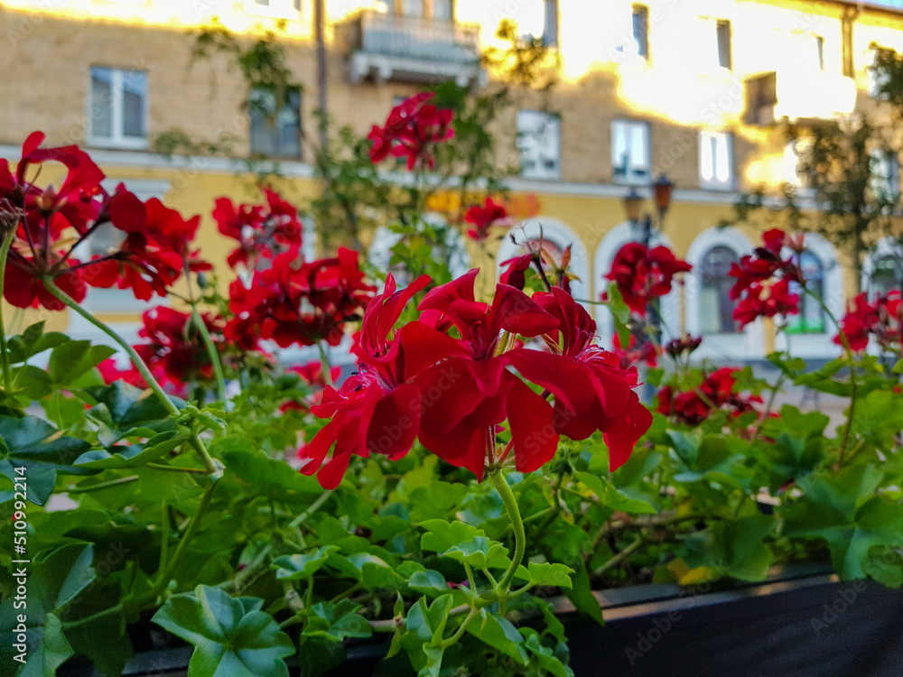 Bright red geraniums in flower boxes as a decor on a city street with blur effect against the background of buildings on a warm sunny day.