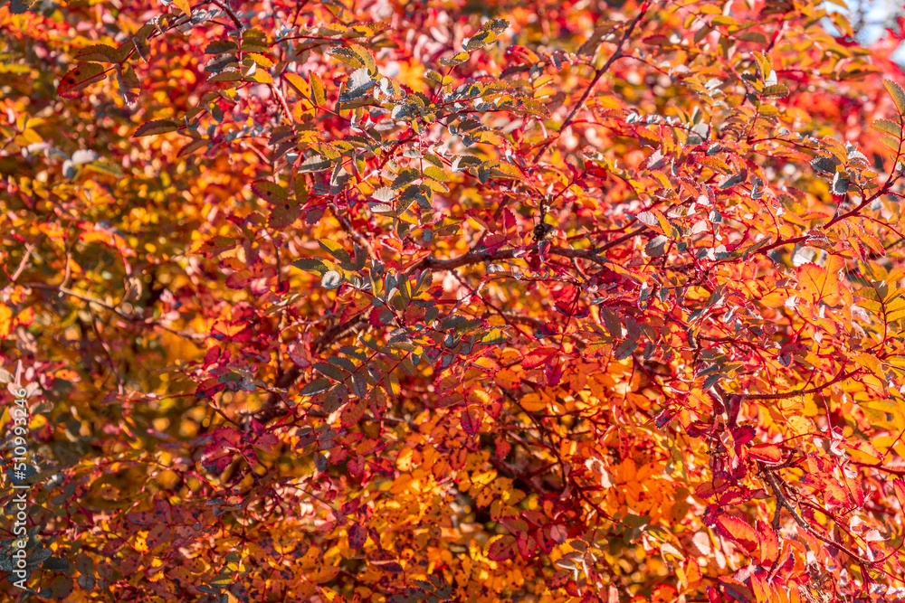 Colorful leaves during autumn season Colorful leaves during autumn season