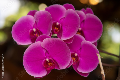 Branch of beautiful Phalaenopsis orchid. Phalaenopsis growing  orchids. Floral background.