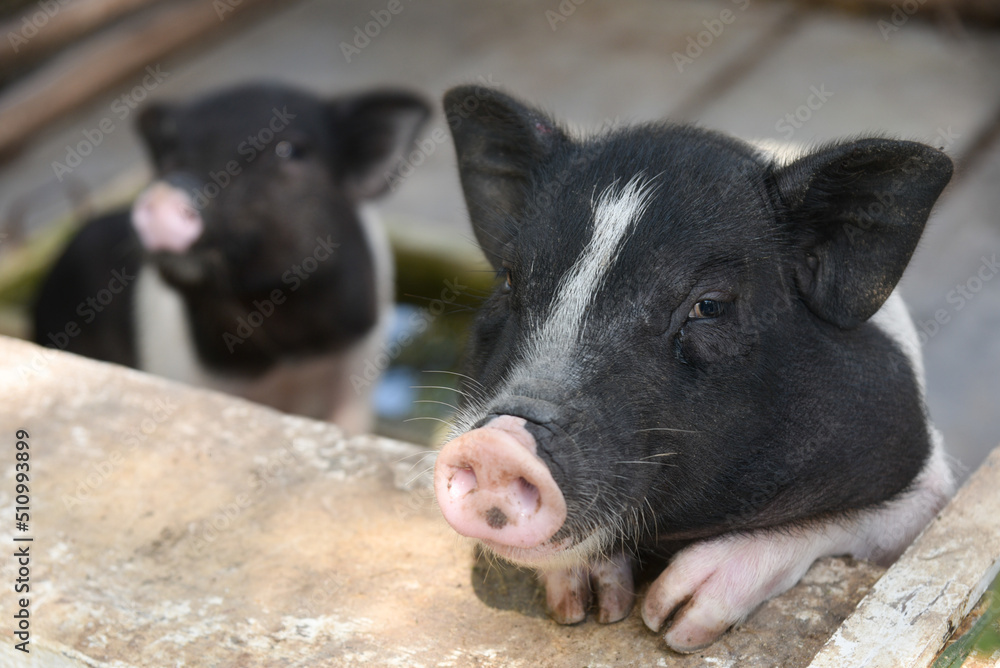 Cute piglet in farm looking at camera. Cute piglet in farm looking at camera.
