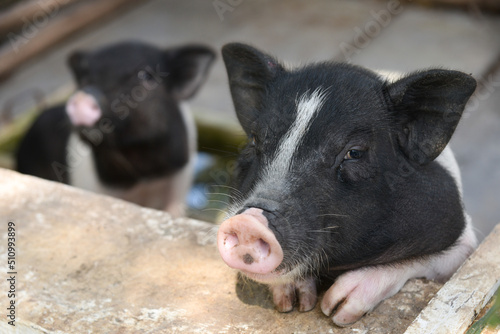 Cute piglet in farm looking at camera.