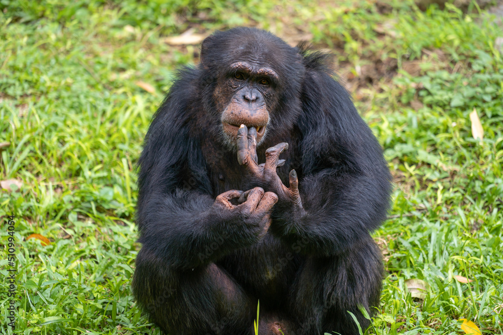 Pan troglodytes - Chimpanzees sits on a green grass looking at camera and holding their teeth Pan troglodytes - Chimpanzees sits on a green grass looking at camera and holding their teeth