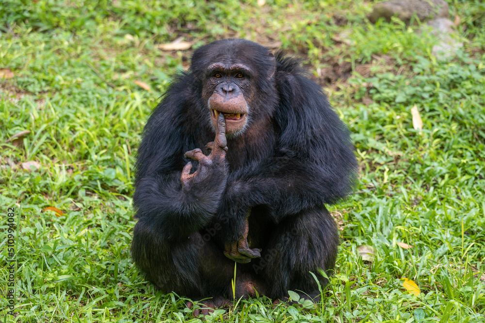 Pan troglodytes - Chimpanzees sits on a green grass looking at camera and holding their teeth