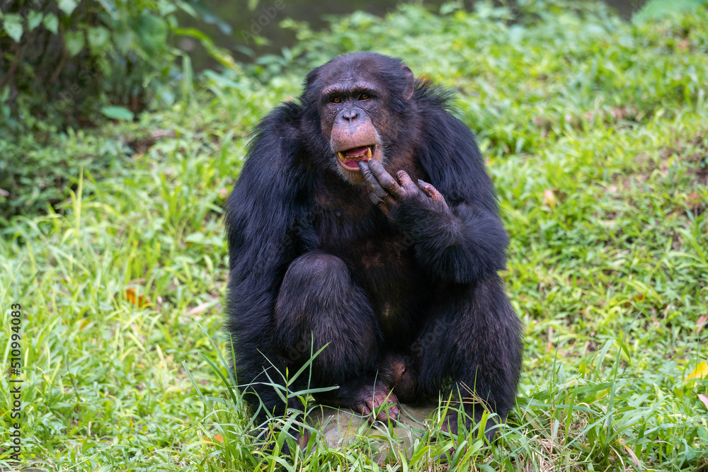 Pan troglodytes - Chimpanzees sits on a green grass looking at camera and holding their teeth Pan troglodytes - Chimpanzees sits on a green grass looking at camera and holding their teeth