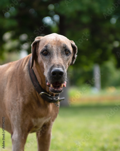 Rhodesian ridgeback in the city in summer