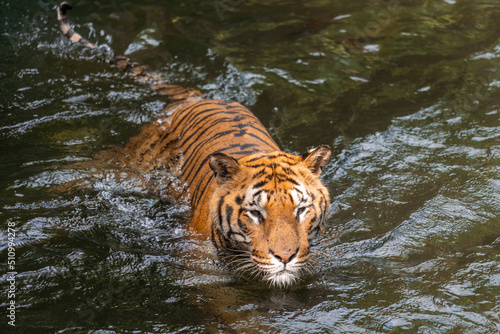 Panthera tigris tigris - Bengal Tiger have ability to swim and hunt its prey in a water