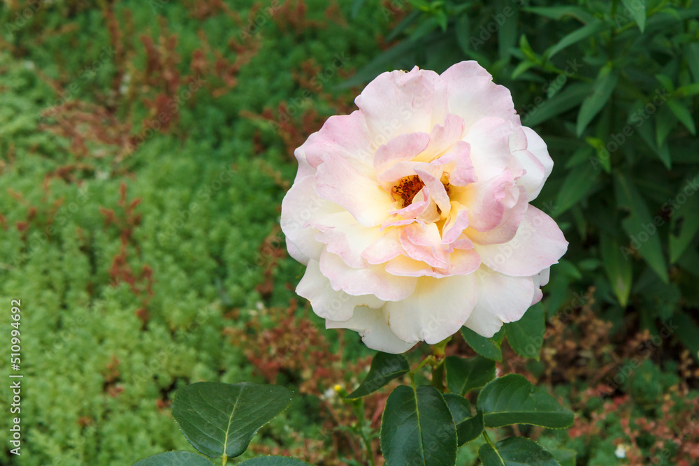 Bud of pink rose with blurred green leaves on background. Bud of pink rose with blurred green leaves on background.