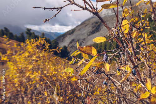 Withered honeysuckle bush branch. Autumn mountain view with honeyberry blue-berry honeysuckle. Haskap berries with a picturesque autumn landscape view in the background. Stock photography. photo