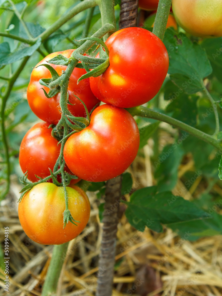 Ripe tomatoes growing on bush in the garden