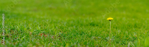 Wallpaper Mural green grass in the morning. One dandelion on the grass Torontodigital.ca
