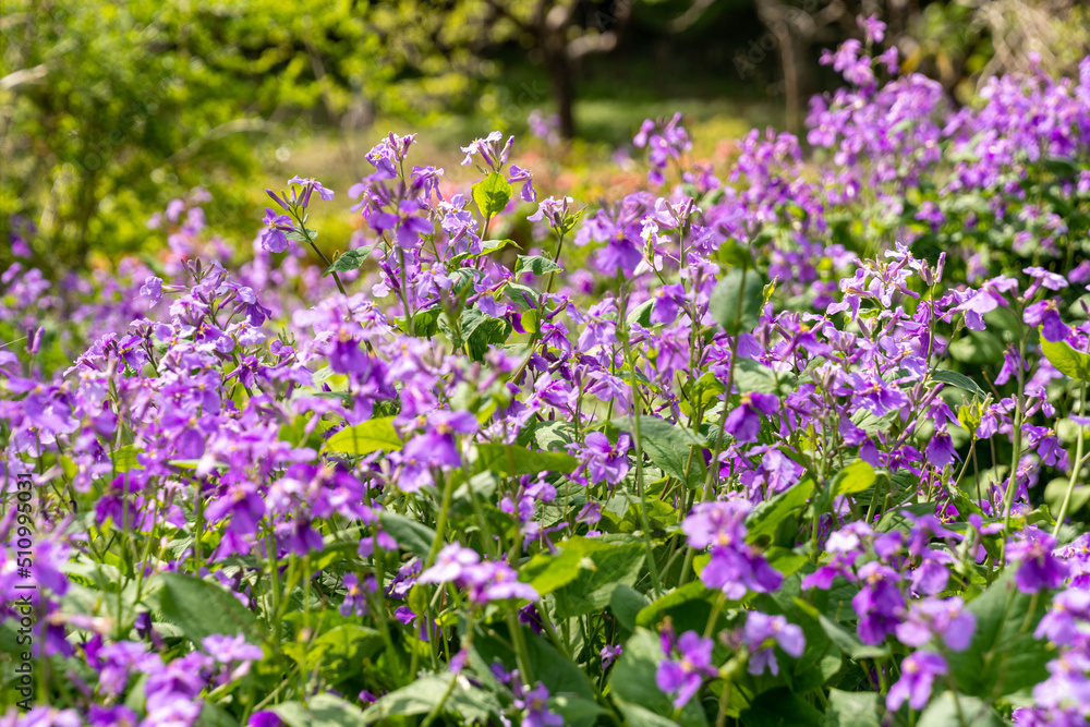 紫の花びら 紫の花びら