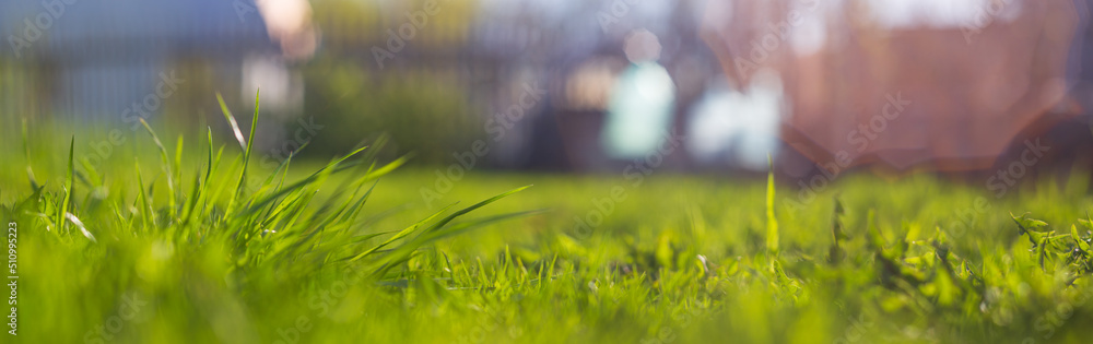 Natural strong blurry panorama background of green grass blades close up in the countryside. Pastoral scenery. Selective focusing on foreground with copyspace