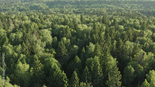 Lush wooded area in the mountains. The camera is flying low over the treetops