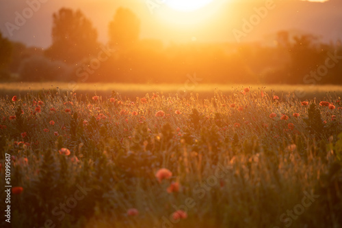 Fototapeta Naklejka Na Ścianę i Meble -  Summer sunset over beautiful poppy meadow.