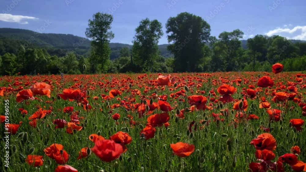 Field of poppies landscape with red blooming flowers in closeup, green grasses, wild herbs. Blue sky. Green trees in the background. Mountain silhouettes. Beautiful springtime afternoon. Butterflies Field of poppies landscape with red blooming flowers in closeup, green grasses, wild herbs. Blue sky. Green trees in the background. Mountain silhouettes. Beautiful springtime afternoon. Butterflies