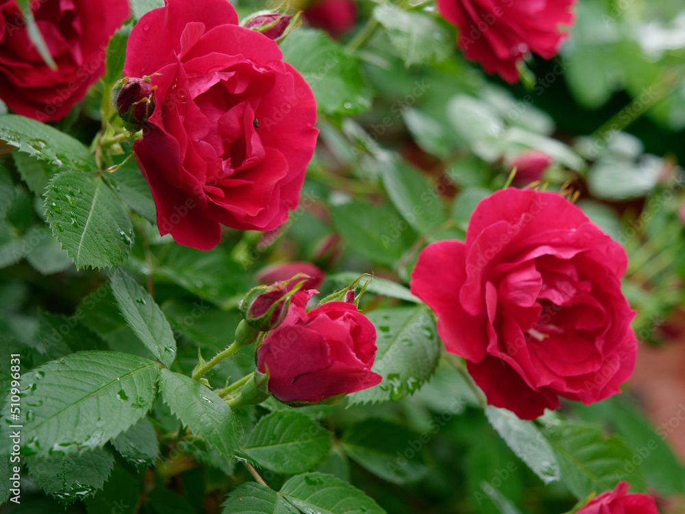 flowering of a beautiful red climbing rose with green leaves flowering of a beautiful red climbing rose with green leaves
