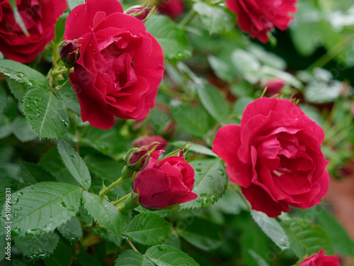 flowering of a beautiful red climbing rose with green leaves