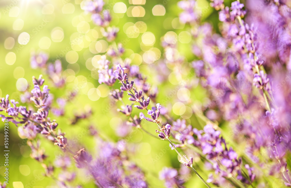 gardening, botany and flora concept - beautiful lavender flowers blooming in summer garden gardening, botany and flora concept - beautiful lavender flowers blooming in summer garden