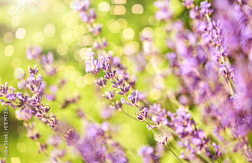 gardening  botany and flora concept - beautiful lavender flowers blooming in summer garden