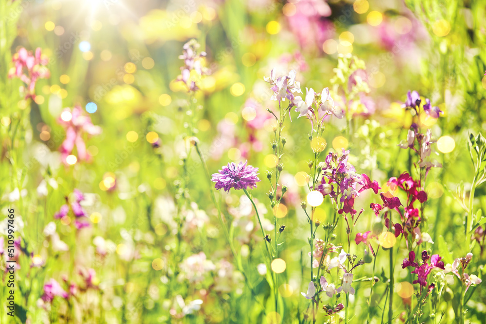 gardening, botany and flora concept - beautiful field flowers in summer garden gardening, botany and flora concept - beautiful field flowers in summer garden