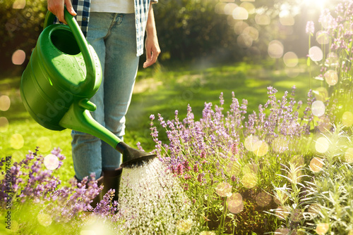 Fototapeta Naklejka Na Ścianę i Meble -  gardening and people concept - young woman with watering can pouring water to flowers at garden