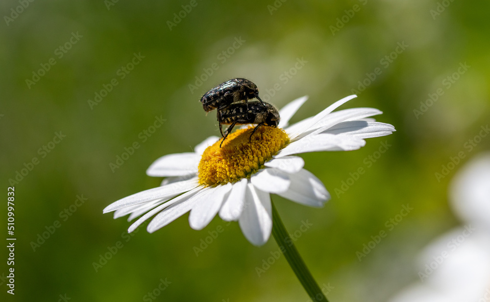 Beetle on white chamomile flower, nature. Beetle on white chamomile flower, nature.