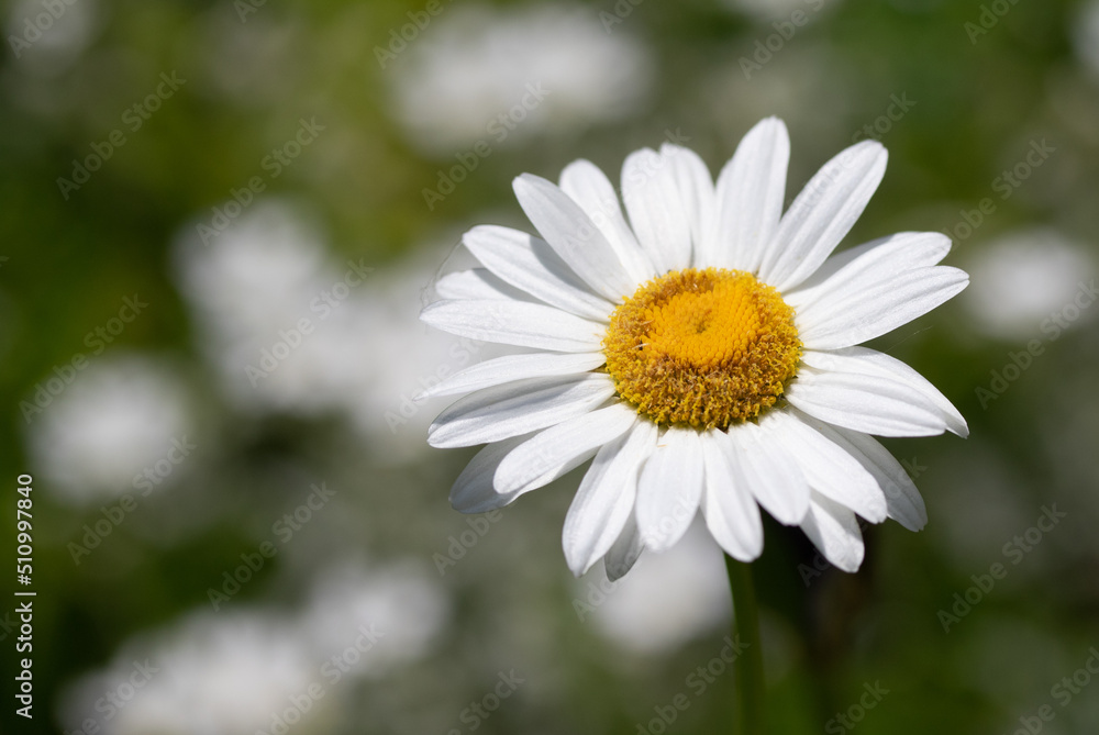 White chamomile flower on defocused nature background. White chamomile flower on defocused nature background.
