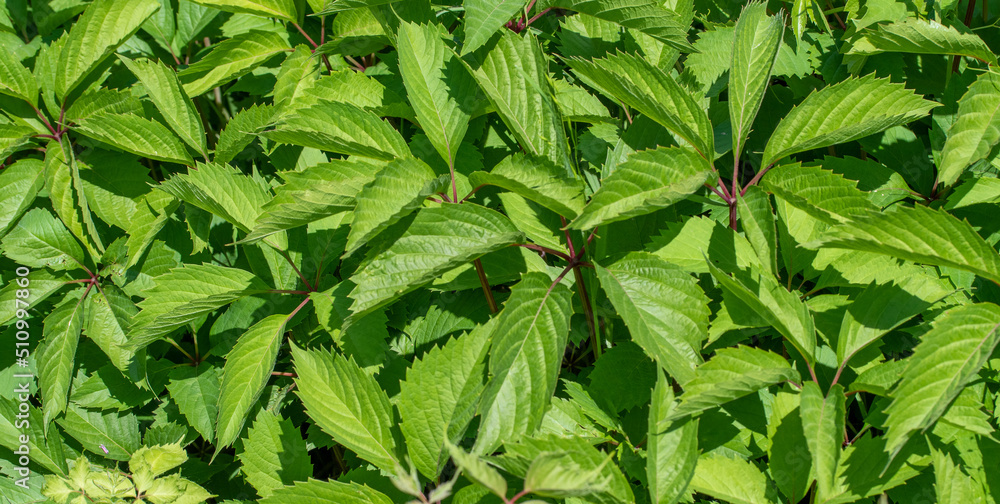 Background of green leaves of wild grapes. Background of green leaves of wild grapes.