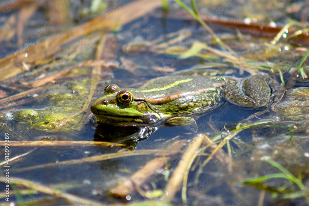 The frog sits on the shore close-up. The frog sits on the shore close-up.